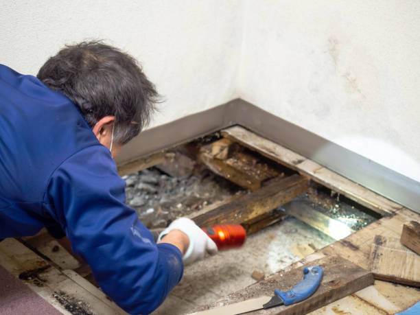 Best Insurance-Related Mold Remediation in Glenwood, GA