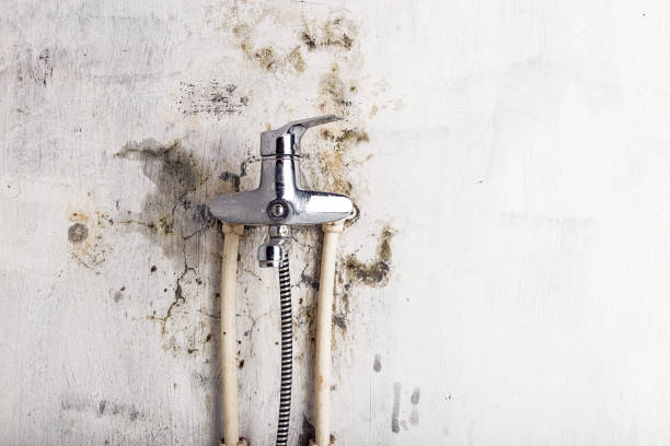 Best Localized Mold Remediation (e.g., coastal areas, humid climates) in Glenwood, GA