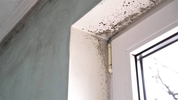 Trusted Glenwood, GA Mold Remediation Experts