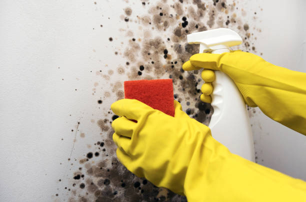 Best Basement Mold Remediation in Glenwood, GA